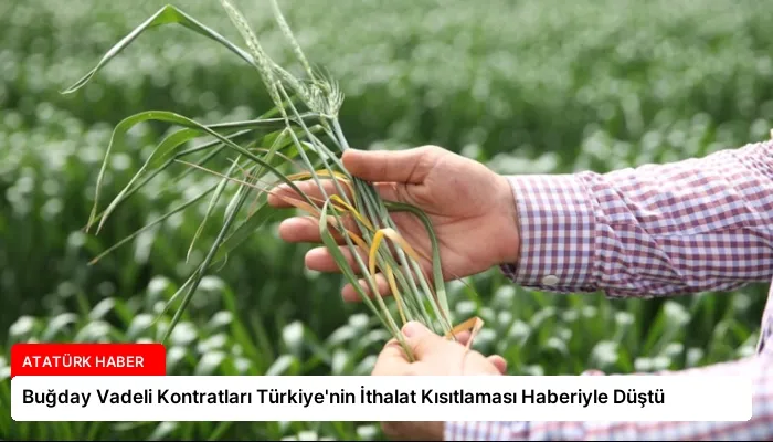 Buğday Vadeli Kontratları Türkiye’nin İthalat Kısıtlaması Haberiyle Düştü
