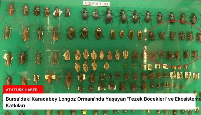 Bursa’daki Karacabey Longoz Ormanı’nda Yaşayan ‘Tezek Böcekleri’ ve Ekosisteme Katkıları