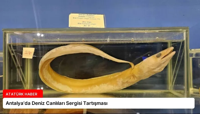 Antalya’da Deniz Canlıları Sergisi Tartışması