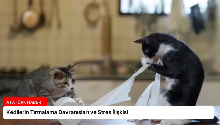 Kedilerin Tırmalama Davranışları ve Stres İlişkisi