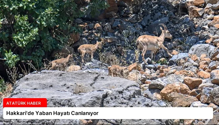 Hakkari’de Yaban Hayatı Canlanıyor