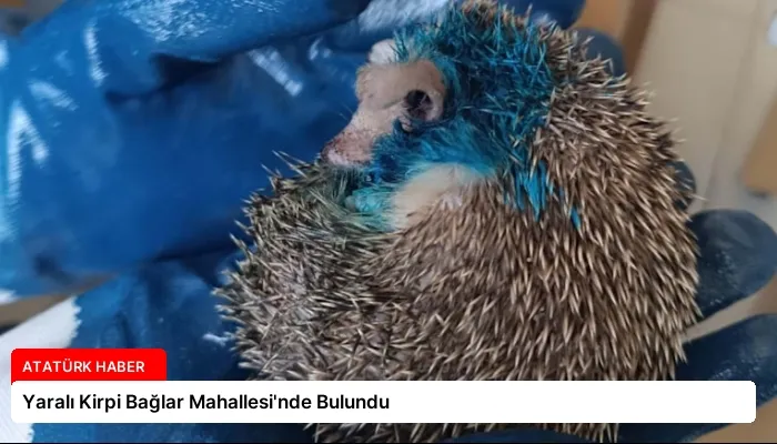 Yaralı Kirpi Bağlar Mahallesi’nde Bulundu