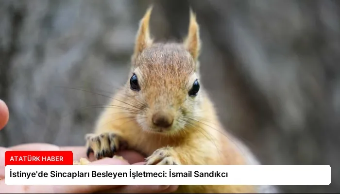 İstinye’de Sincapları Besleyen İşletmeci: İsmail Sandıkcı