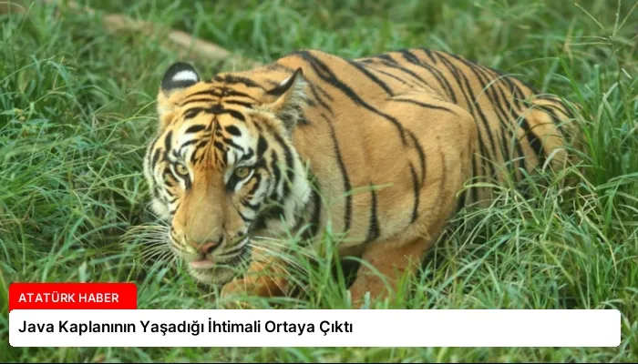 Java Kaplanının Yaşadığı İhtimali Ortaya Çıktı