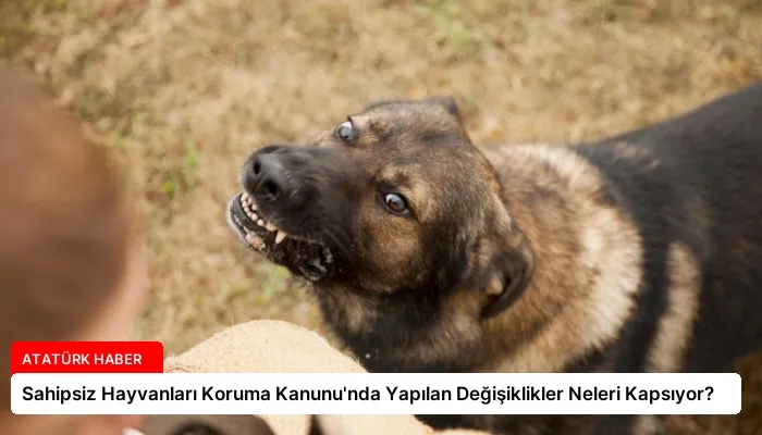 Sahipsiz Hayvanları Koruma Kanunu’nda Yapılan Değişiklikler Neleri Kapsıyor?