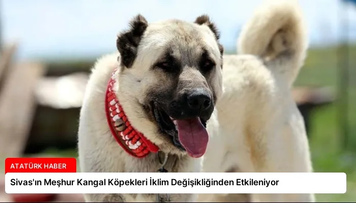 Sivas’ın Meşhur Kangal Köpekleri İklim Değişikliğinden Etkileniyor