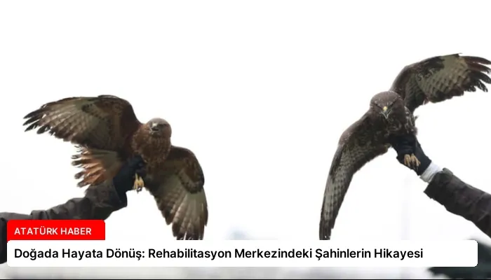 Doğada Hayata Dönüş: Rehabilitasyon Merkezindeki Şahinlerin Hikayesi