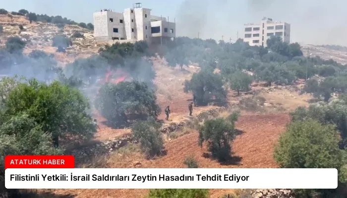 Filistinli Yetkili: İsrail Saldırıları Zeytin Hasadını Tehdit Ediyor