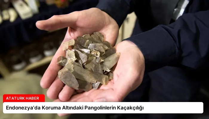 Endonezya’da Koruma Altındaki Pangolinlerin Kaçakçılığı