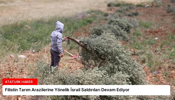 Filistin Tarım Arazilerine Yönelik İsrail Saldırıları Devam Ediyor