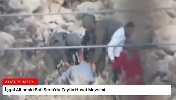 İşgal Altındaki Batı Şeria’da Zeytin Hasat Mevsimi