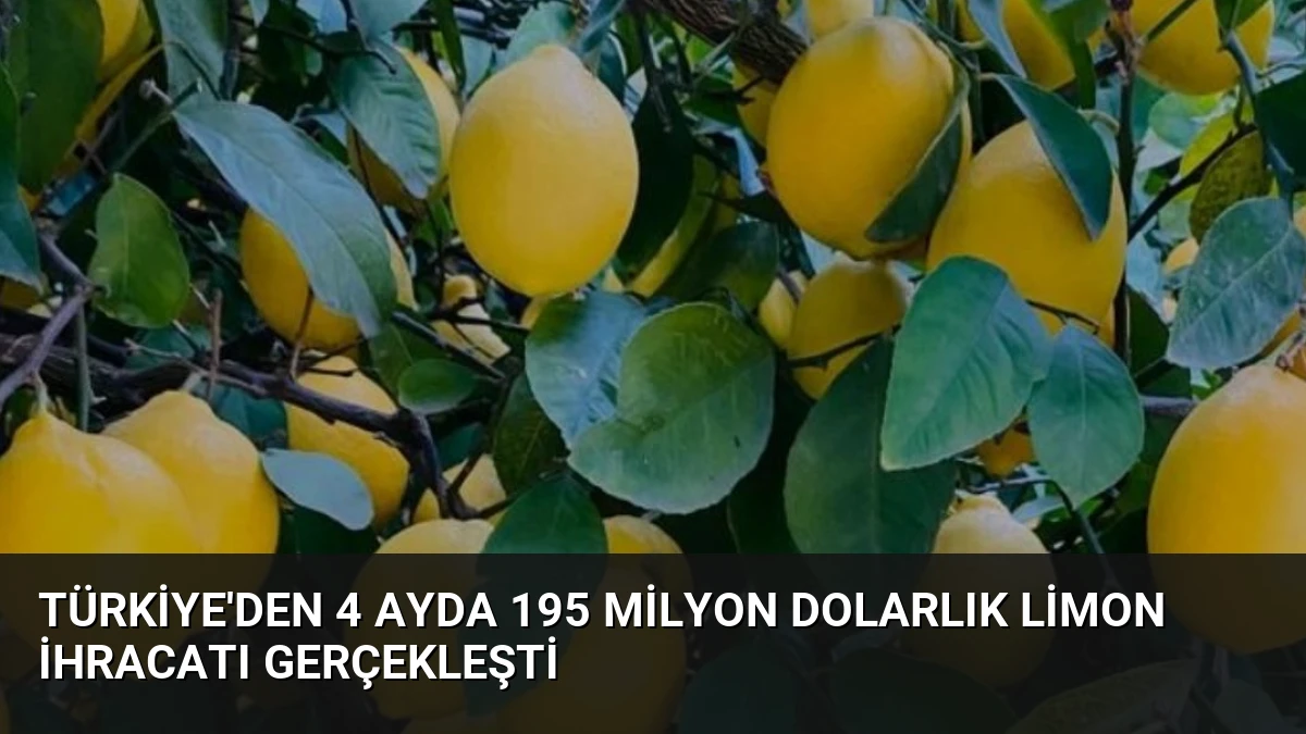 Türkiye’den 4 Ayda 195 Milyon Dolarlık Limon İhracatı Gerçekleşti